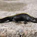 Triturus carnifex - Foto Friedrich Böhringer